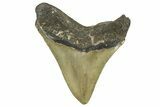 Serrated, Fossil Megalodon Tooth - North Carolina #368449-1